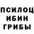 Псилоцибиновые грибы Cubensis MORFOLK GRUBNER